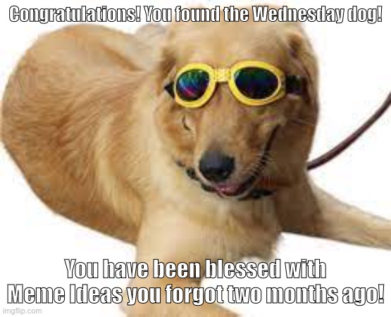 Wednesday Dog |  Congratulations! You found the Wednesday dog! You have been blessed with Meme Ideas you forgot two months ago! | image tagged in wednesday,stop reading the tags,please stop reading the tags,oh god please stop reading them,not an upvote beg | made w/ Imgflip meme maker