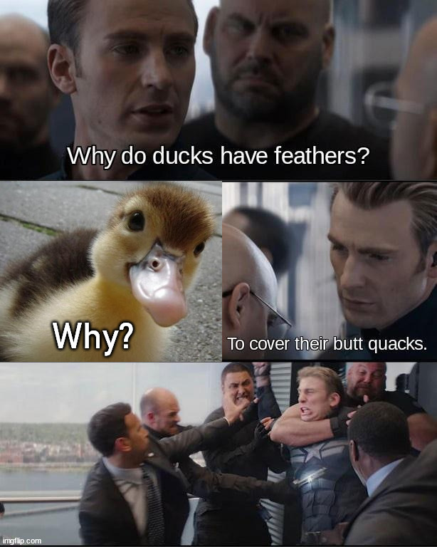 Why? | image tagged in ducks | made w/ Imgflip meme maker