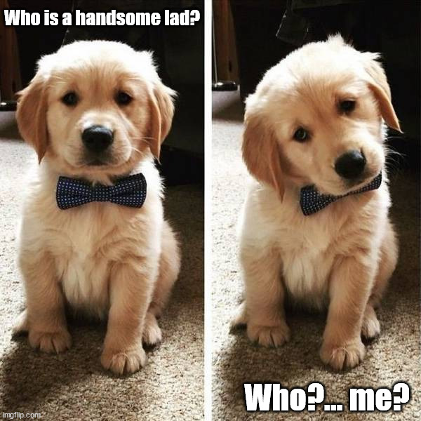  Who is a handsome lad? Who?... me? | image tagged in dogs | made w/ Imgflip meme maker