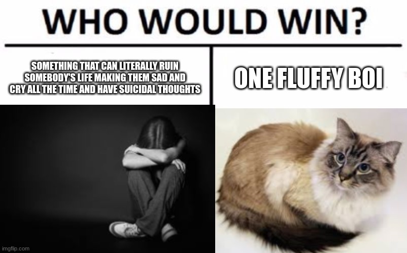 e | SOMETHING THAT CAN LITERALLY RUIN SOMEBODY'S LIFE MAKING THEM SAD AND CRY ALL THE TIME AND HAVE SUICIDAL THOUGHTS; ONE FLUFFY BOI | image tagged in cats | made w/ Imgflip meme maker