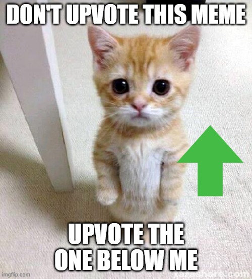 Have a good day! | DON'T UPVOTE THIS MEME; UPVOTE THE ONE BELOW ME | image tagged in memes,cute cat,funny | made w/ Imgflip meme maker