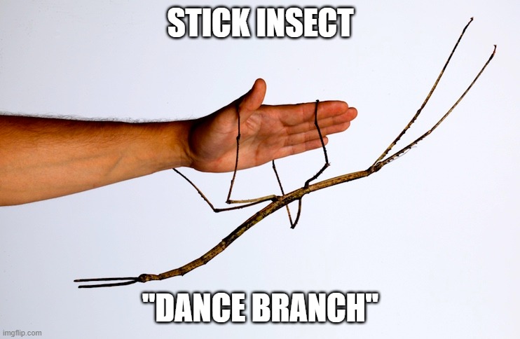 STICK INSECT; "DANCE BRANCH" | image tagged in ProperAnimalNames | made w/ Imgflip meme maker