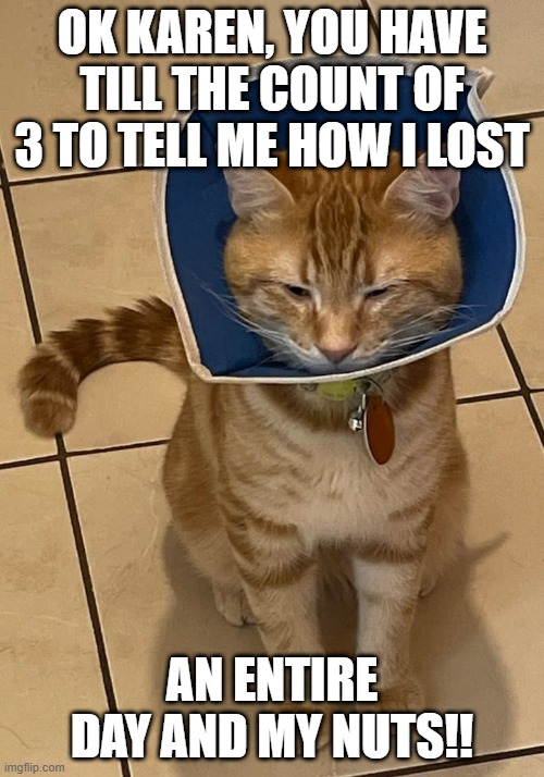 OK KAREN | OK KAREN, YOU HAVE TILL THE COUNT OF 3 TO TELL ME HOW I LOST; AN ENTIRE DAY AND MY NUTS!! | image tagged in karen,cat,neuter,veterinarian,cone of shame | made w/ Imgflip meme maker