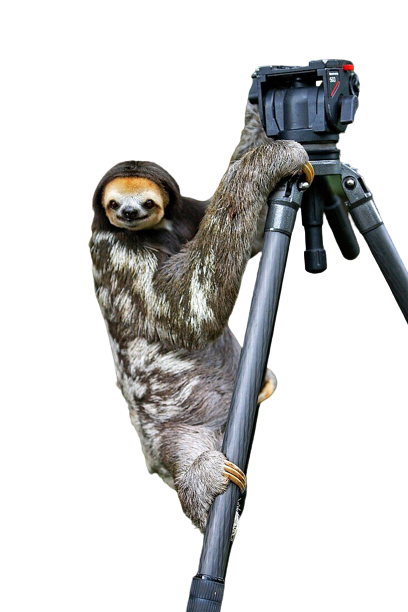 High Quality Sloth camera transparent Blank Meme Template