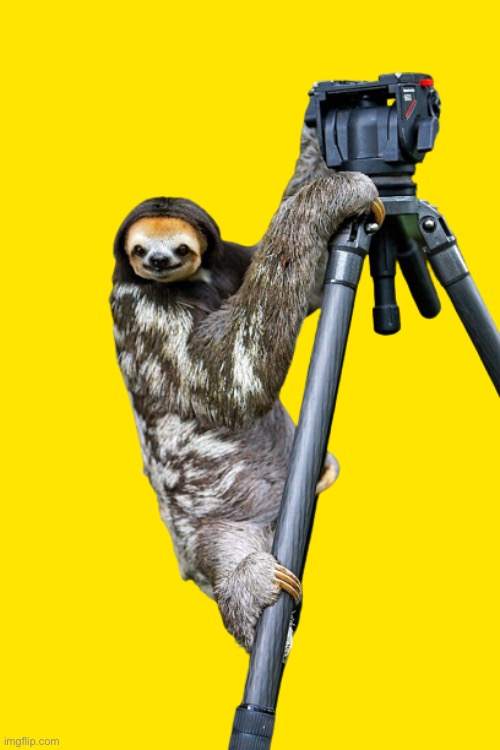 Sloth camera transparent | image tagged in sloth camera transparent | made w/ Imgflip meme maker