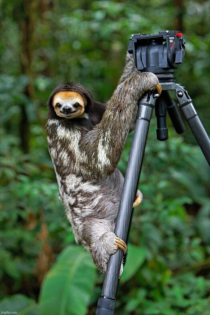 Sloth camera | image tagged in sloth camera | made w/ Imgflip meme maker