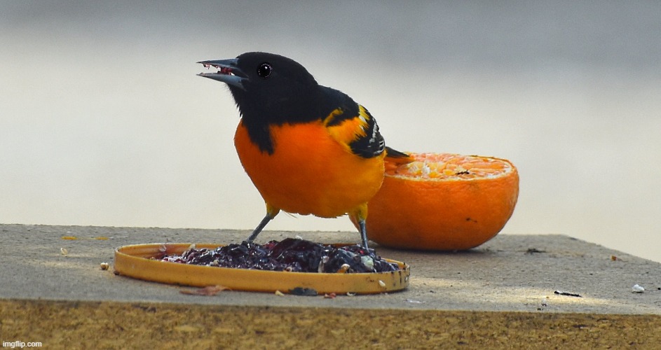 Oriole | image tagged in oriole,photo,kewlew | made w/ Imgflip meme maker