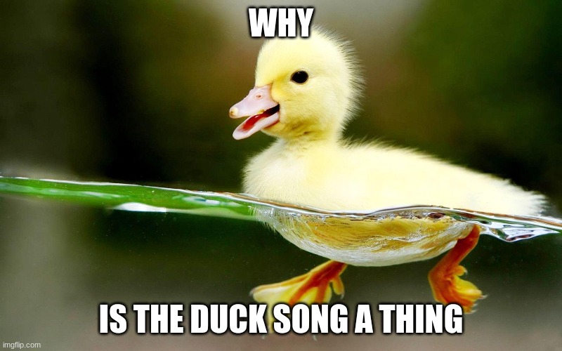 Duckies | WHY; IS THE DUCK SONG A THING | image tagged in funny | made w/ Imgflip meme maker