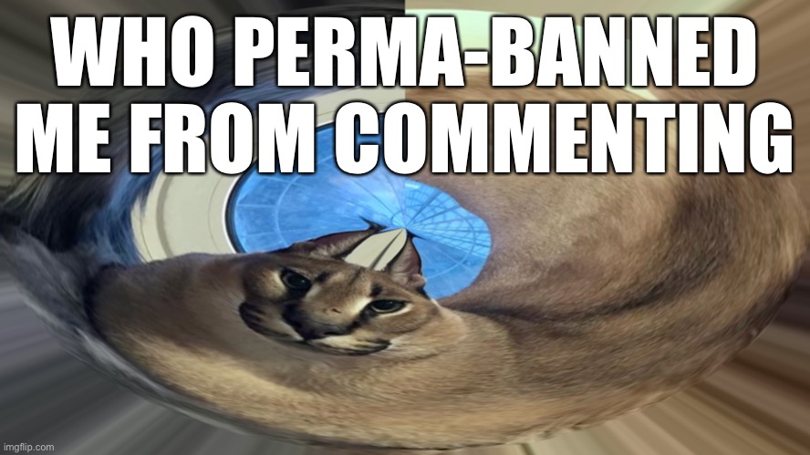 360 floppa | WHO PERMA-BANNED ME FROM COMMENTING | image tagged in 360 floppa | made w/ Imgflip meme maker