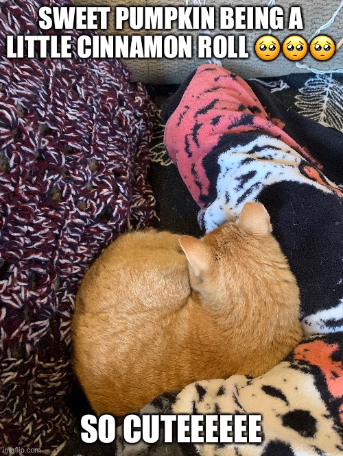 SWEET PUMPKIN AHHHHHHH | SWEET PUMPKIN BEING A LITTLE CINNAMON ROLL 🥺🥺🥺; SO CUTEEEEEE | made w/ Imgflip meme maker