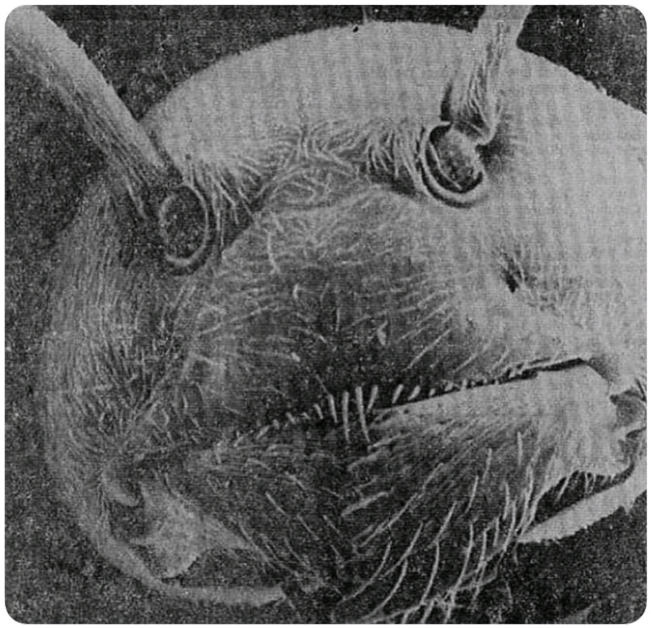 Economy Ant Blank Meme Template