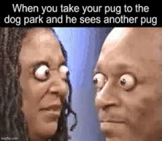 they just stare | image tagged in pug,park | made w/ Imgflip meme maker