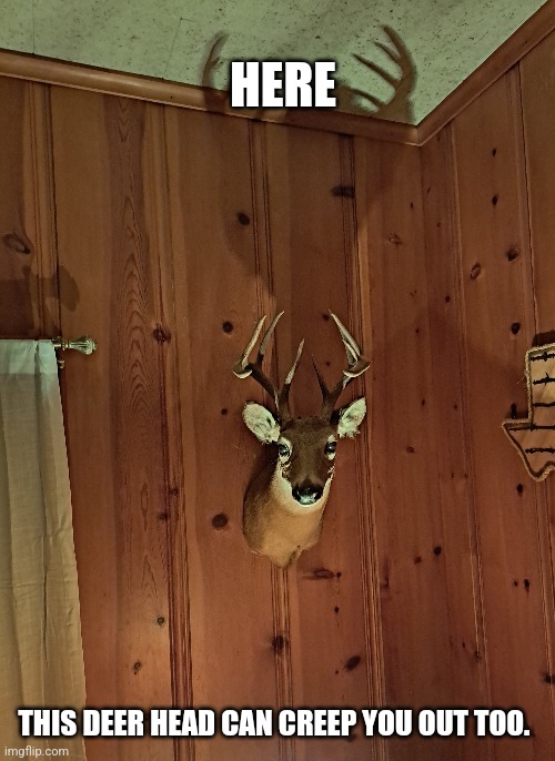 Creepy deer | HERE; THIS DEER HEAD CAN CREEP YOU OUT TOO. | image tagged in hunted,haunted | made w/ Imgflip meme maker