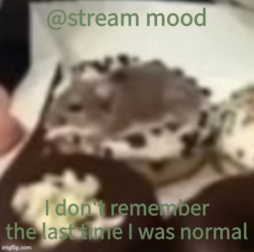 aww the mouse | @stream mood; I don't remember the last time I was normal | image tagged in aww the mouse | made w/ Imgflip meme maker