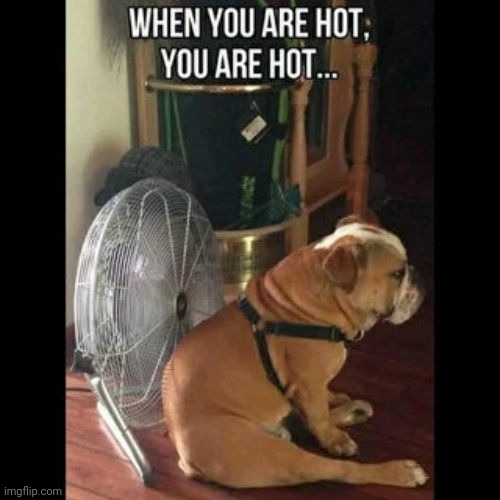 Hot dog | image tagged in fan,cool,hot | made w/ Imgflip meme maker