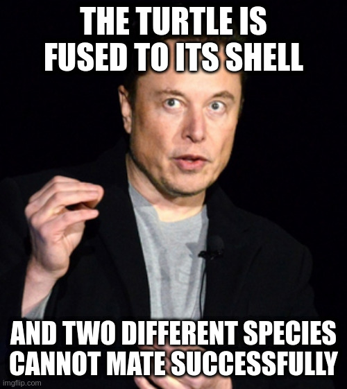 musk | THE TURTLE IS FUSED TO ITS SHELL AND TWO DIFFERENT SPECIES CANNOT MATE SUCCESSFULLY | image tagged in musk | made w/ Imgflip meme maker