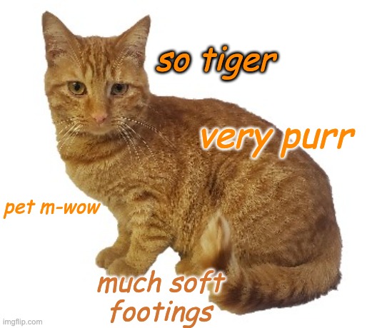 Where there is doge, must be cate | so tiger; very purr; pet m-wow; much soft footings | image tagged in orange tabby cat sitting,cats,cat,doge | made w/ Imgflip meme maker