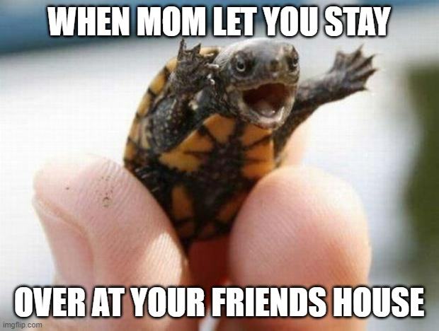 happy baby turtle | WHEN MOM LET YOU STAY; OVER AT YOUR FRIENDS HOUSE | image tagged in happy baby turtle | made w/ Imgflip meme maker