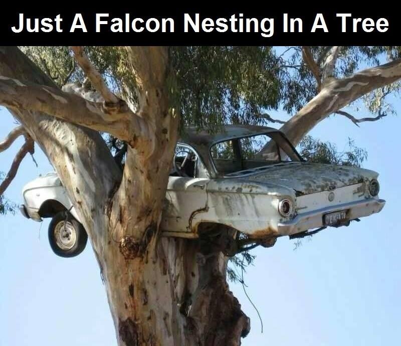 Just a Falcon Nesting in a Tree | image tagged in falcon,birds of prey,birds of a feather | made w/ Imgflip meme maker