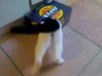 boxcat | image tagged in gifs,funny,cats | made w/ Imgflip video-to-gif maker
