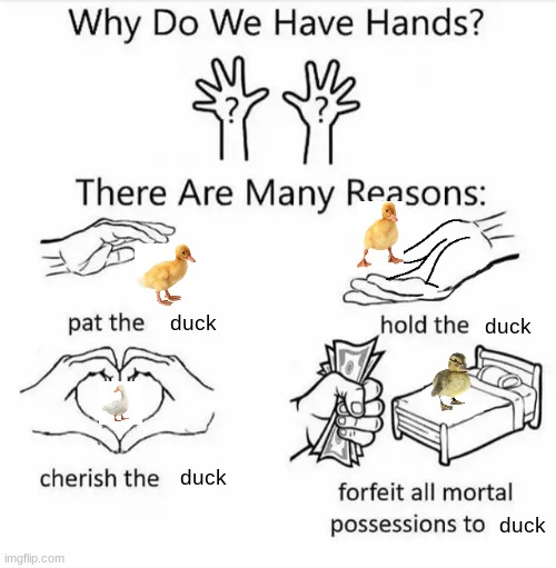 DUCC |  duck; duck; duck; duck | image tagged in why do we have hands all blank | made w/ Imgflip meme maker