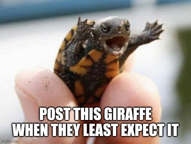 happy baby turtle | POST THIS GIRAFFE WHEN THEY LEAST EXPECT IT | image tagged in happy baby turtle | made w/ Imgflip meme maker