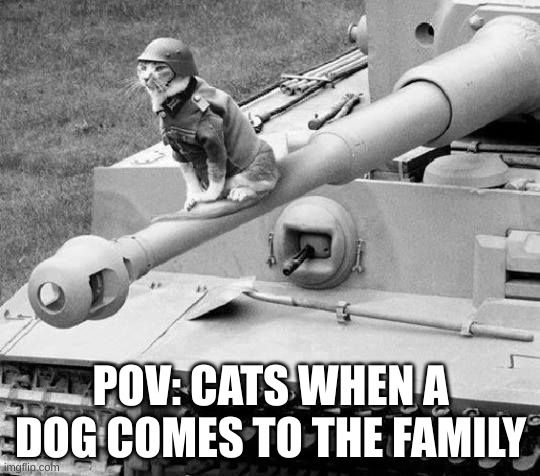 cat war | POV: CATS WHEN A DOG COMES TO THE FAMILY | image tagged in cat war | made w/ Imgflip meme maker