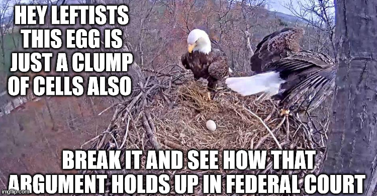 HEY LEFTISTS
THIS EGG IS JUST A CLUMP OF CELLS ALSO; BREAK IT AND SEE HOW THAT ARGUMENT HOLDS UP IN FEDERAL COURT | image tagged in bald eagle nest egg | made w/ Imgflip meme maker