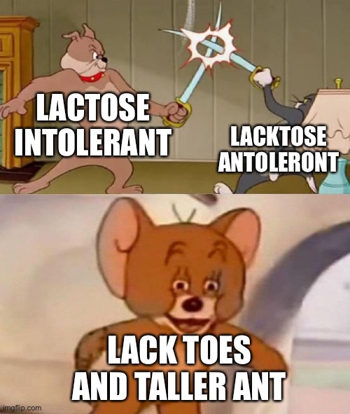 Milk vs. Malk |  LACTOSE INTOLERANT; LACKTOSE ANTOLERONT; LACK TOES AND TALLER ANT | image tagged in tom and jerry swordfight,english is hard,what now,malk,funny | made w/ Imgflip meme maker