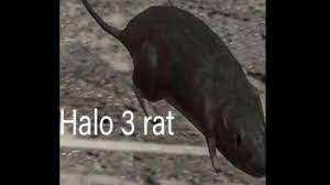 Halo 3 rat Blank Meme Template