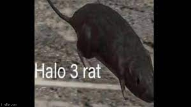 halo 3 rat | image tagged in halo 3 rat | made w/ Imgflip meme maker