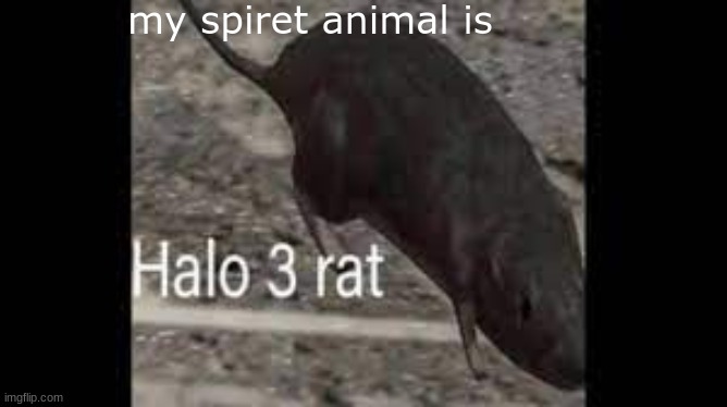 Halo 3 rat | my spiret animal is | image tagged in halo 3 rat | made w/ Imgflip meme maker