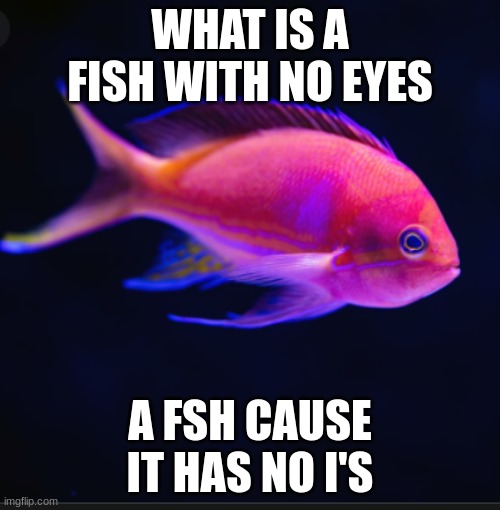 WHAT IS A FISH WITH NO EYES; A FSH CAUSE IT HAS NO I'S | image tagged in fishy fun | made w/ Imgflip meme maker
