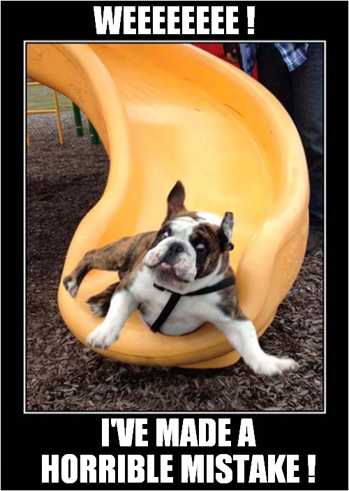 Dog Regrets Going Down Slide ! | WEEEEEEEE ! I'VE MADE A HORRIBLE MISTAKE ! | image tagged in dogs,slide,regrets | made w/ Imgflip meme maker