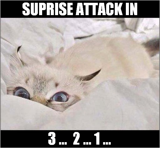 You're In Imminent Danger  ! |  SUPRISE ATTACK IN; 3 ...  2 ... 1 ... | image tagged in cats,danger,attack | made w/ Imgflip meme maker