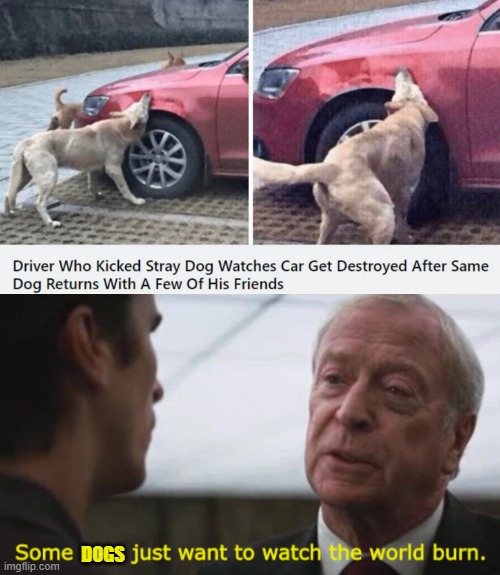 DOGS | image tagged in some men just want to watch the world burn | made w/ Imgflip meme maker