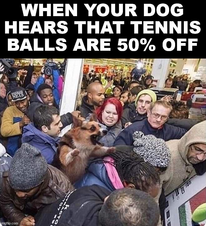  WHEN YOUR DOG HEARS THAT TENNIS BALLS ARE 50% OFF | image tagged in funny memes,dogs | made w/ Imgflip meme maker