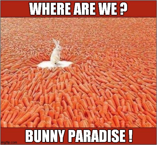 Rabbits Dream ! | WHERE ARE WE ? BUNNY PARADISE ! | image tagged in fun,rabbit,bunny,carrots,paradise | made w/ Imgflip meme maker
