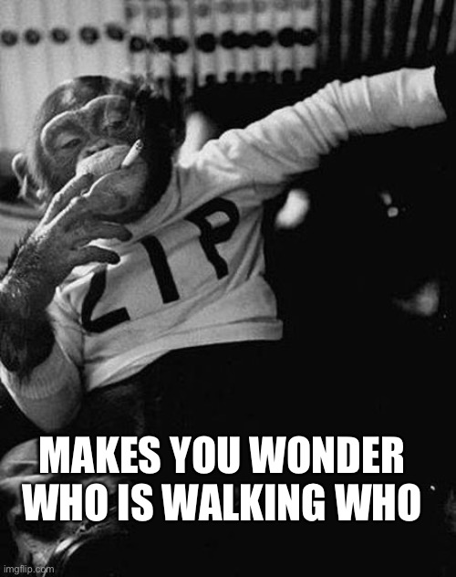 Zip the Smoking Chimp | MAKES YOU WONDER WHO IS WALKING WHO | image tagged in zip the smoking chimp | made w/ Imgflip meme maker