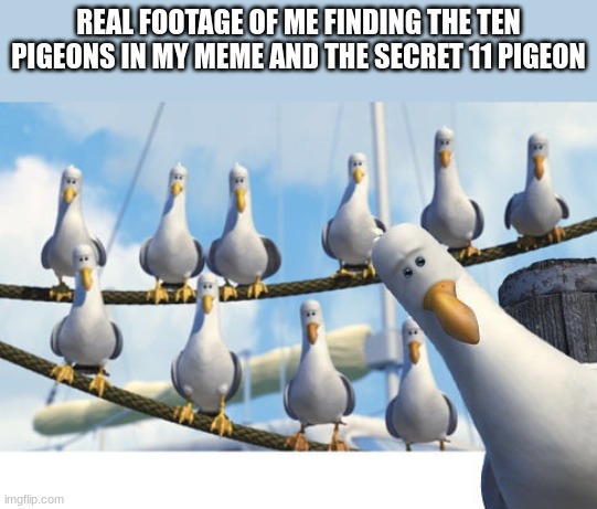 real footage of ten pigeons and secret 11th | REAL FOOTAGE OF ME FINDING THE TEN PIGEONS IN MY MEME AND THE SECRET 11 PIGEON | image tagged in finding nemo seagulls,i have the strength of ten pigeons,memes | made w/ Imgflip meme maker