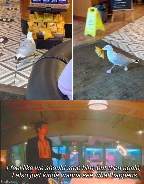 seagull just wants food | image tagged in i feel like we should stop him,funny,meme,fun | made w/ Imgflip meme maker