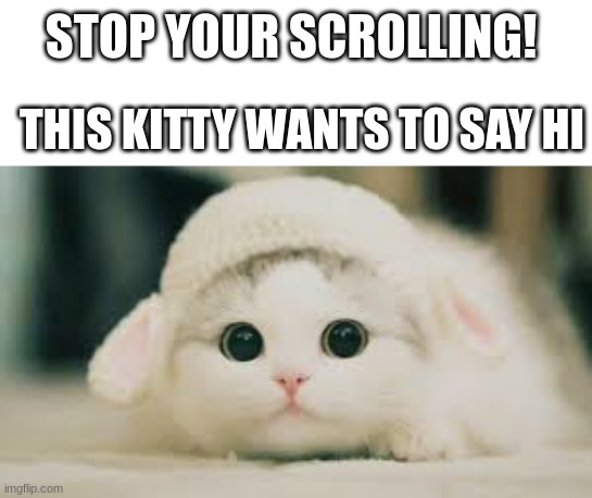 MEOW! |  STOP YOUR SCROLLING! THIS KITTY WANTS TO SAY HI | image tagged in cute cat,meow,barney will eat all of your delectable biscuits,oh wow are you actually reading these tags | made w/ Imgflip meme maker