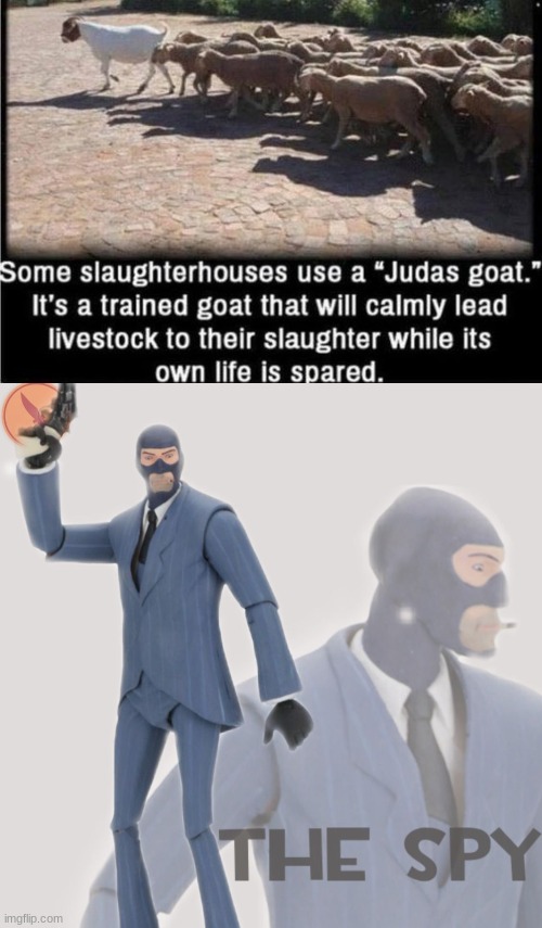 don't worry I'm trustworthy | image tagged in meet the spy,memes,sheep | made w/ Imgflip meme maker