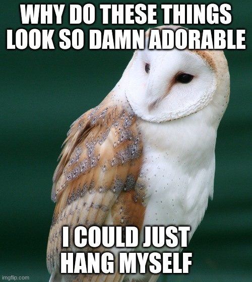 Barn Owl | WHY DO THESE THINGS LOOK SO DAMN ADORABLE; I COULD JUST HANG MYSELF | image tagged in barn owl | made w/ Imgflip meme maker