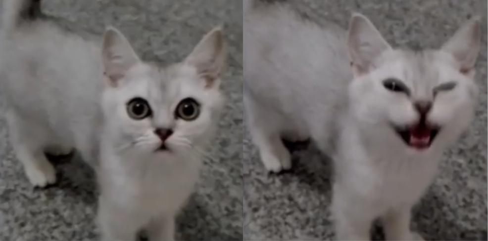 Cute but evil kitten Blank Meme Template
