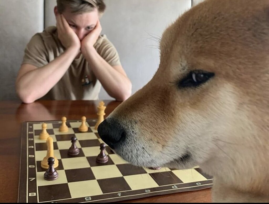 Shiba chessboard Blank Meme Template