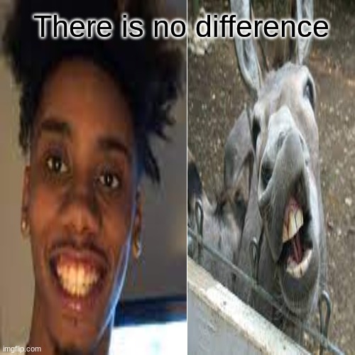 There is no difference | image tagged in donkey,memes,funny animals | made w/ Imgflip meme maker