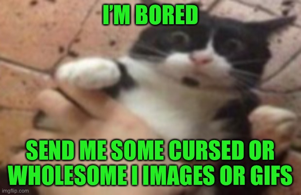 E | I’M BORED; SEND ME SOME CURSED OR WHOLESOME I IMAGES OR GIFS | image tagged in cat caught in 4k | made w/ Imgflip meme maker