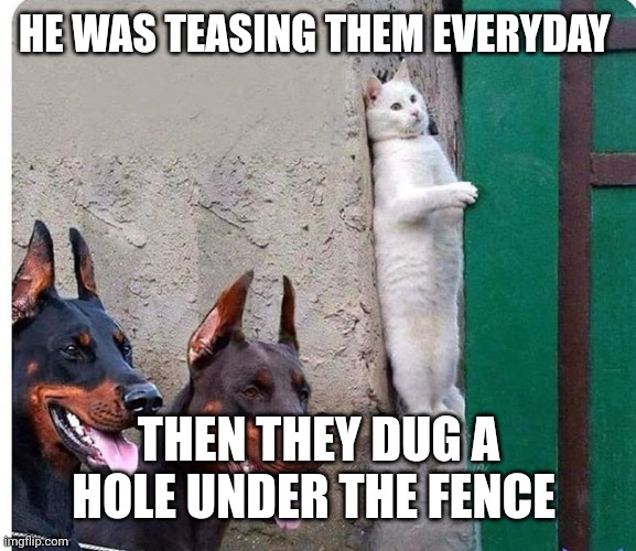 Hidden cat |  HE WAS TEASING THEM EVERYDAY; THEN THEY DUG A HOLE UNDER THE FENCE | image tagged in hidden cat | made w/ Imgflip meme maker