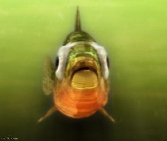 random fish from a simulator i had to use during class | made w/ Imgflip meme maker